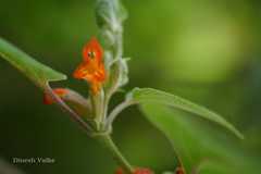 Colquhounia coccinea